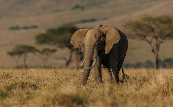 Comment découvrir les parcs nationaux du Kenya lors d'un safari?